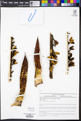 Agave horrida image