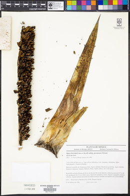 Agave horrida image