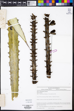 Agave univittata image