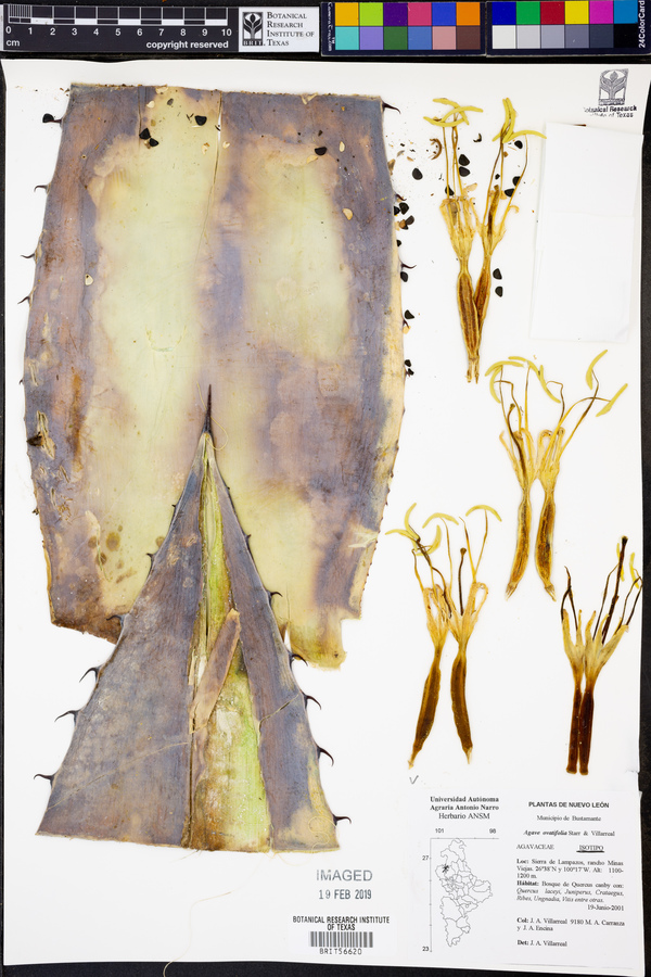 Agave ovatifolia image