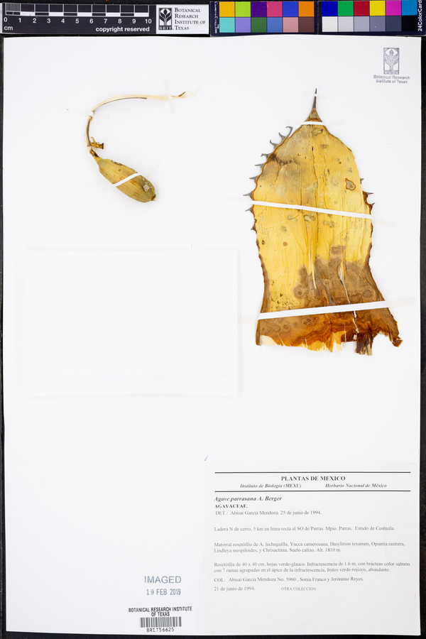Agave parrasana image