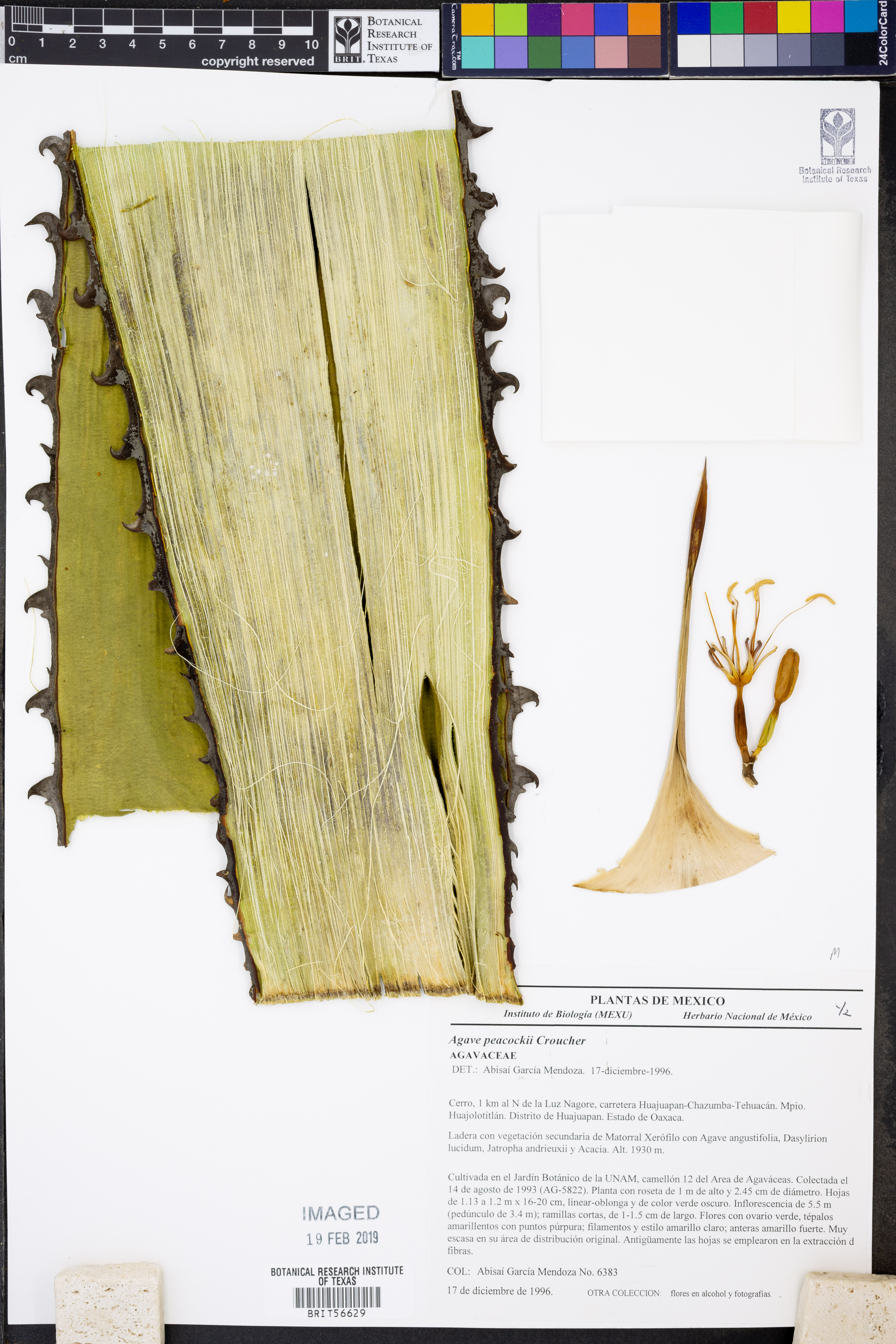 Agave peacockii