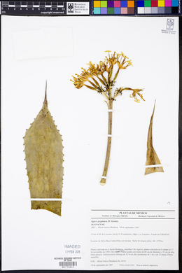 Agave seemanniana image