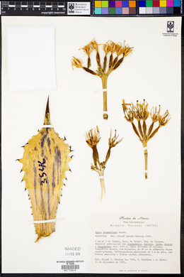 Agave seemanniana image