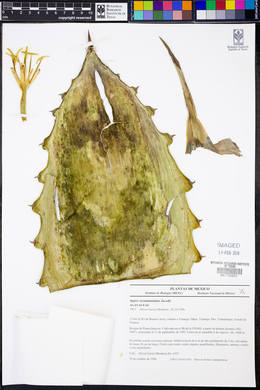 Agave seemanniana image