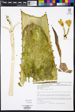Agave seemanniana image