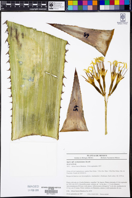 Agave seemanniana image