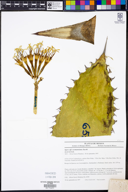 Agave seemanniana image