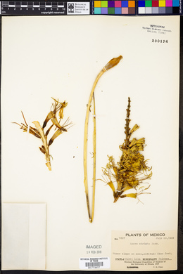 Agave striata image