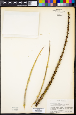 Agave striata image