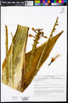 Agave pedunculifera image