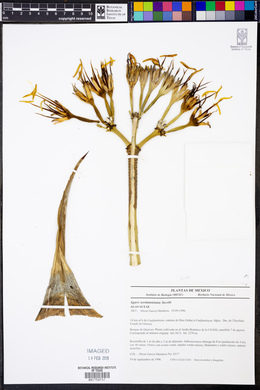 Agave seemanniana image