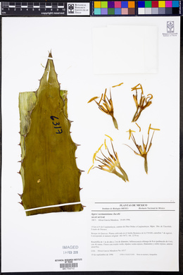 Agave seemanniana image