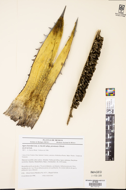 Agave horrida image