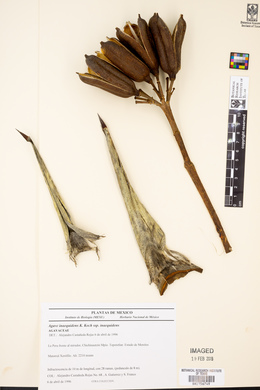 Agave inaequidens image