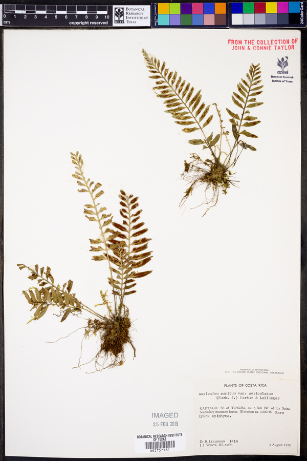 Asplenium auritum var. auriculatum image