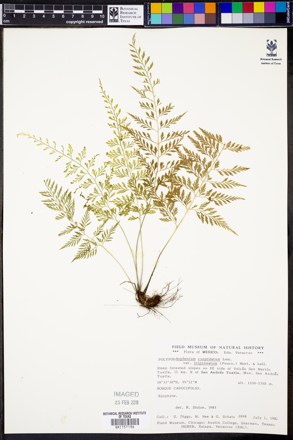 Asplenium cuspidatum var. tripinnatum image