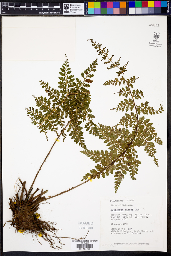 Asplenium eatoni image