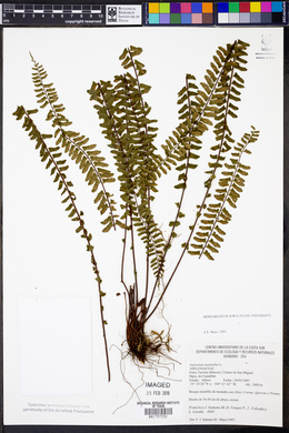 Asplenium monanthes image