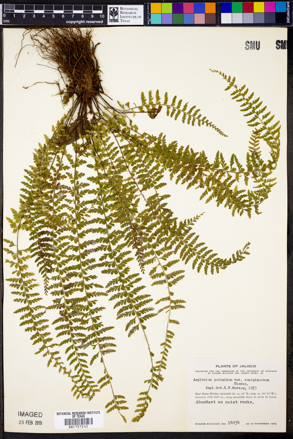 Asplenium semipinnatum image