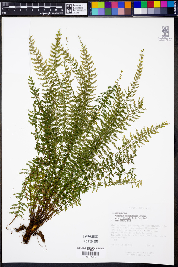 Asplenium sessilifolium var. occidentale image
