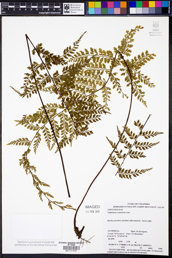 Asplenium cuneatum image