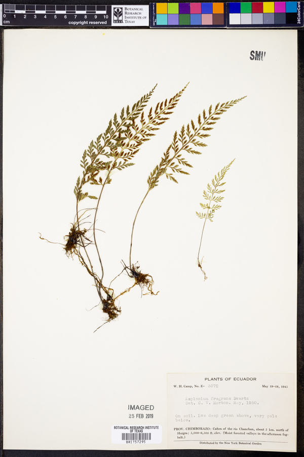 Asplenium fragrans image