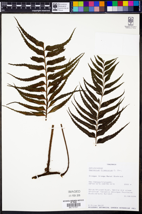 Asplenium gueinzianum image