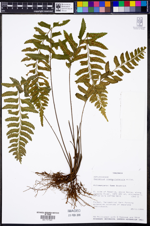 Asplenium inaequilaterale image