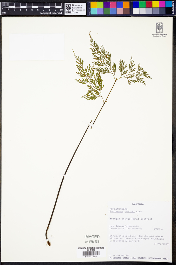 Asplenium linckii image