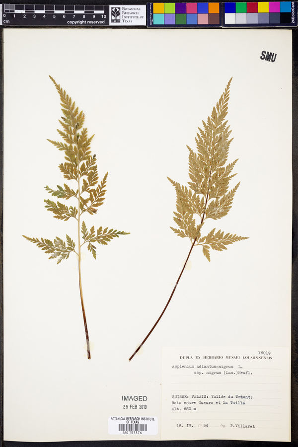 Asplenium adiantum-nigrum subsp. adiantum-nigrum image