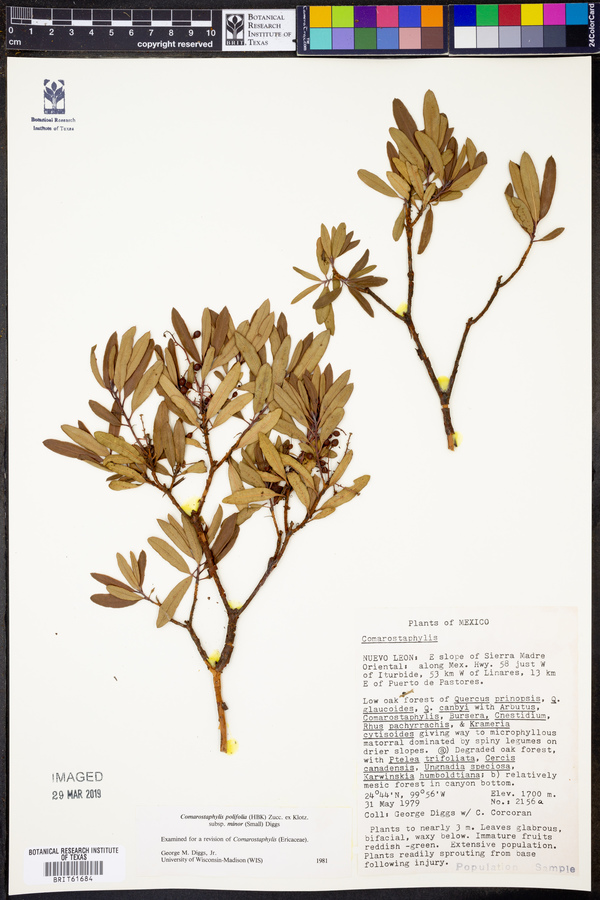 Comarostaphylis polifolia subsp. minor image