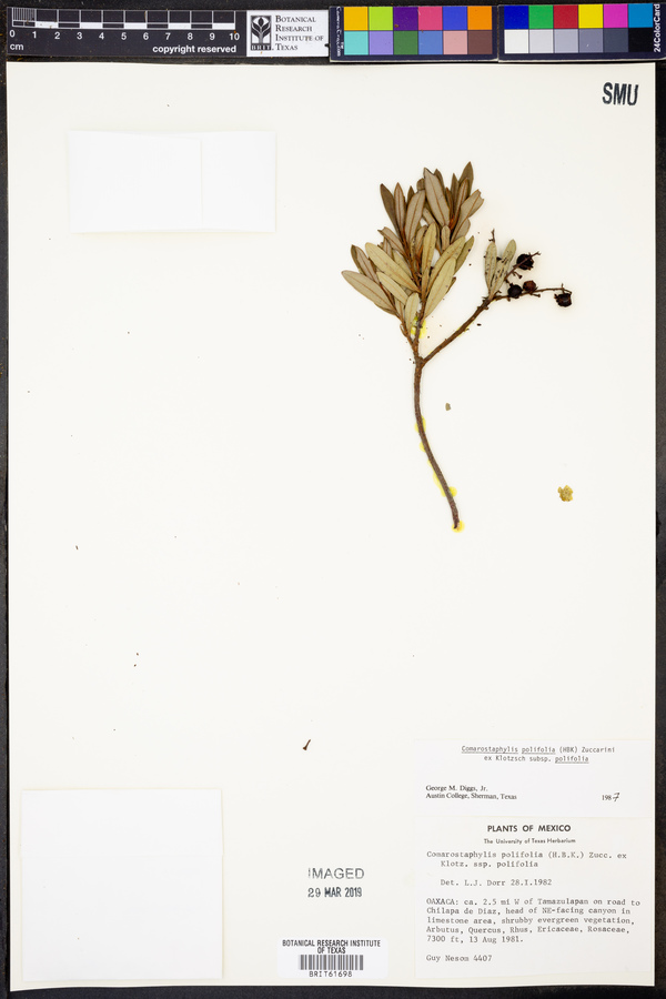 Comarostaphylis polifolia subsp. polifolia image