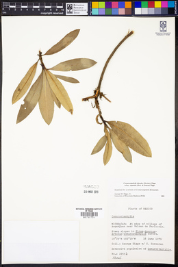 Comarostaphylis discolor subsp. rupestris image