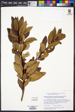 Comarostaphylis arbutoides subsp. costaricensis image