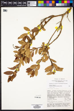 Comarostaphylis spinulosa subsp. glandulifera image