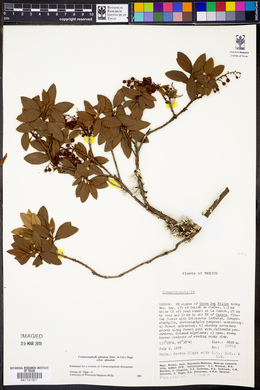 Comarostaphylis spinulosa subsp. spinulosa image