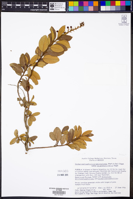 Comarostaphylis spinulosa subsp. glandulifera image