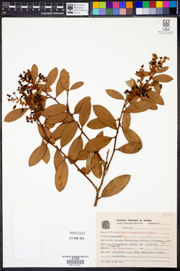 Gaultheria serrata image