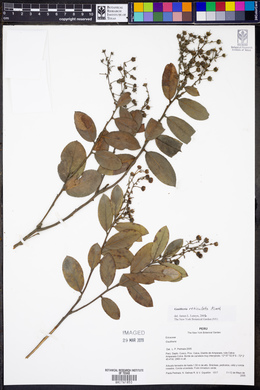 Gaultheria reticulata image