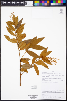 Gaultheria bracteata image