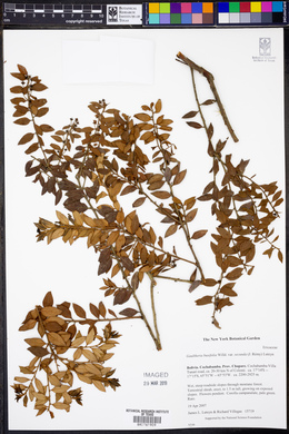 Gaultheria buxifolia image