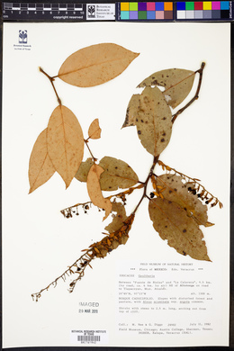 Gaultheria acuminata image