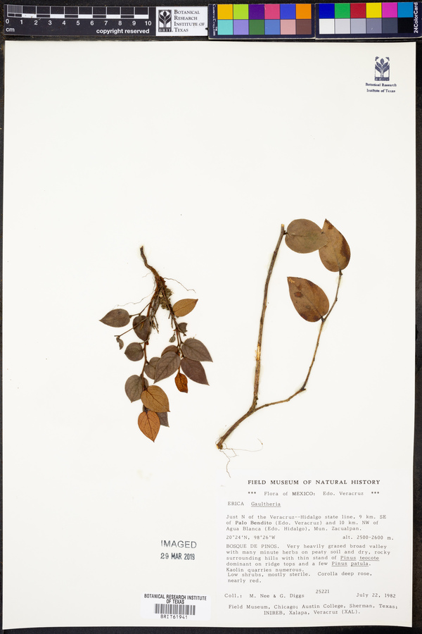 Gaultheria erecta image