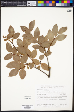 Gaultheria acuminata image