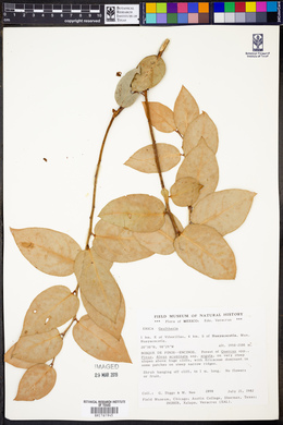 Gaultheria acuminata image