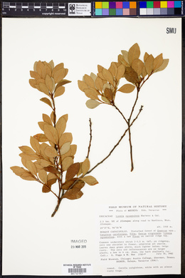 Lyonia squamulosa image