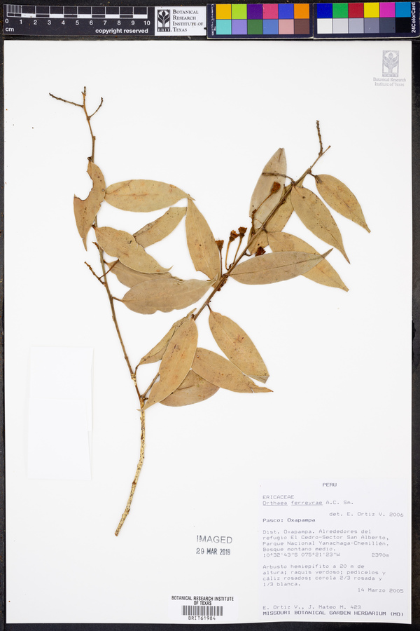 Orthaea ferreyrae image