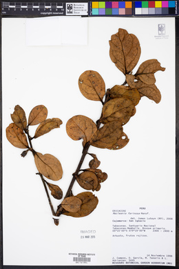 Image of Macleania farinosa