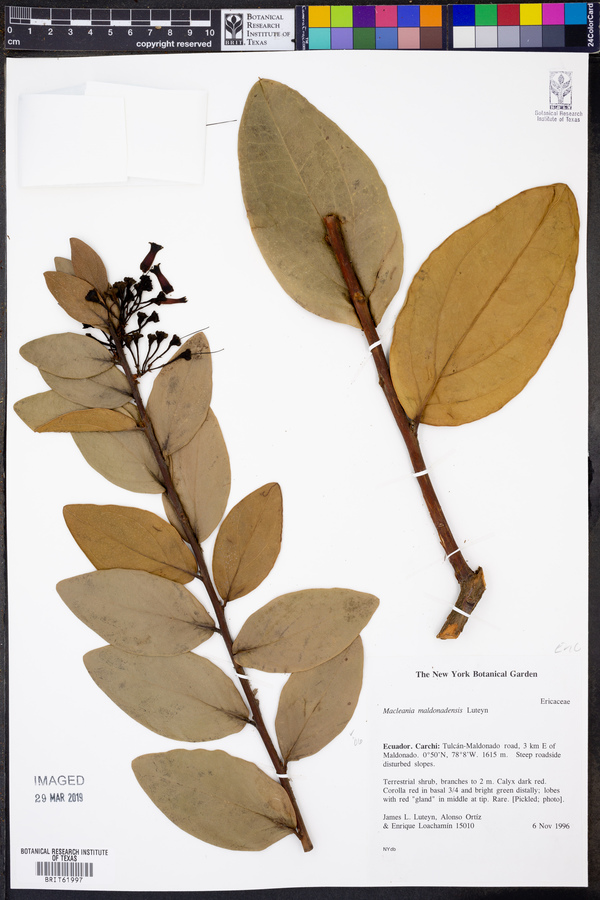 Macleania maldonadensis image